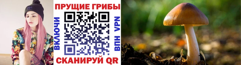 Псилоцибиновые грибы Cubensis  Змеиногорск 